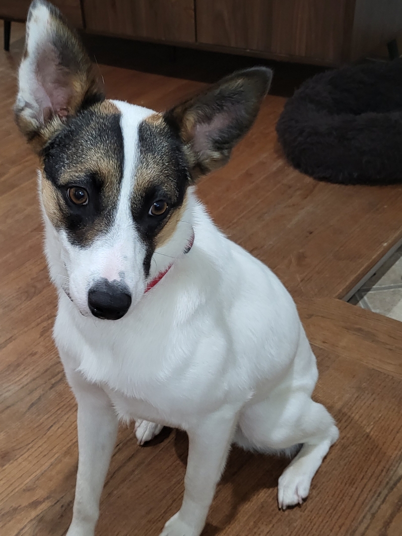 Enlarge Maggie, a Adopted mixed breed in Richmond , MI image 4/6