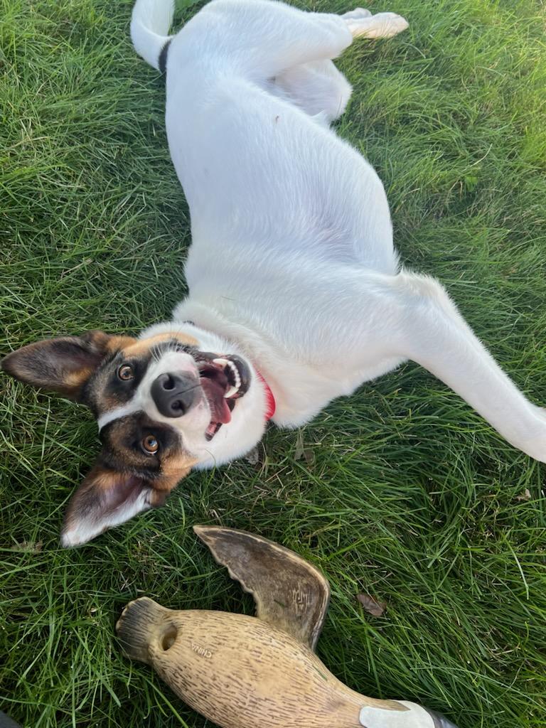 Enlarge Maggie, a Adopted mixed breed in Richmond , MI image 5/6