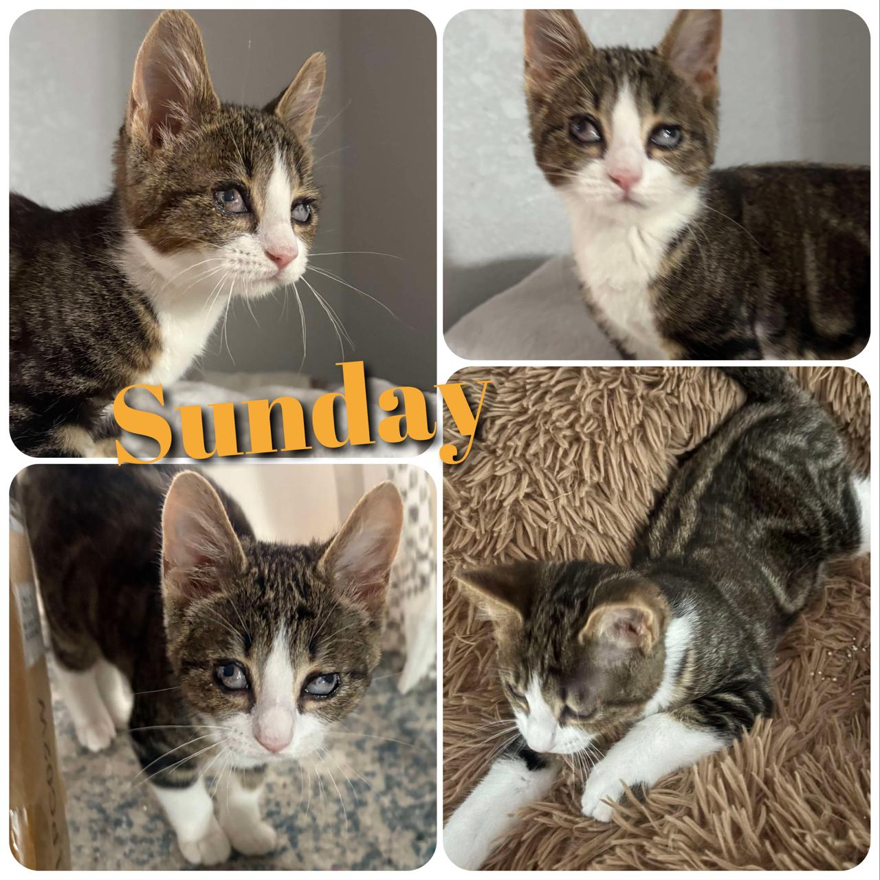 Sunday, a Adoptable Domestic Short Hair in Hollister, CA image 1/4