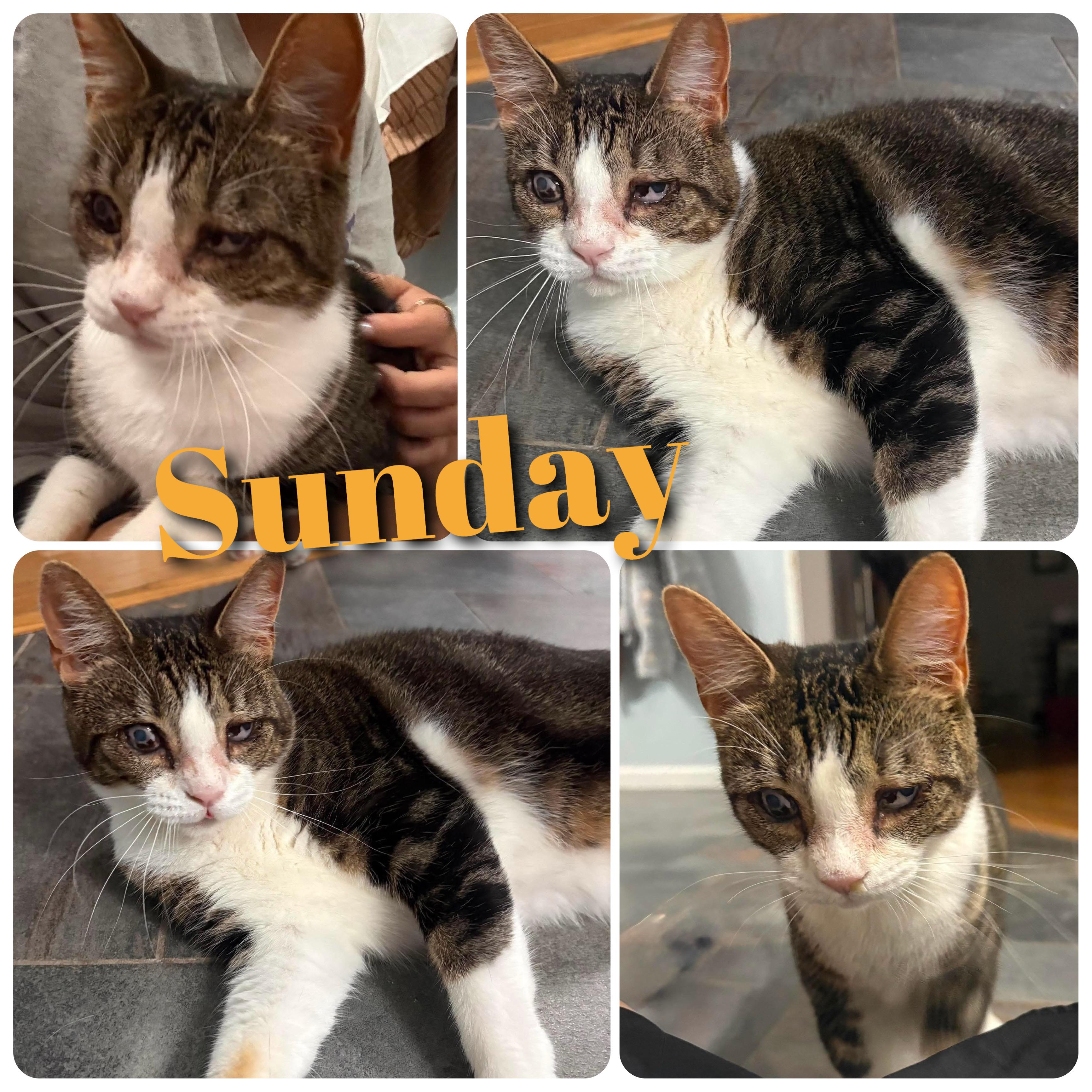 Sunday, Adoptable, Young Female Domestic Short Hair.