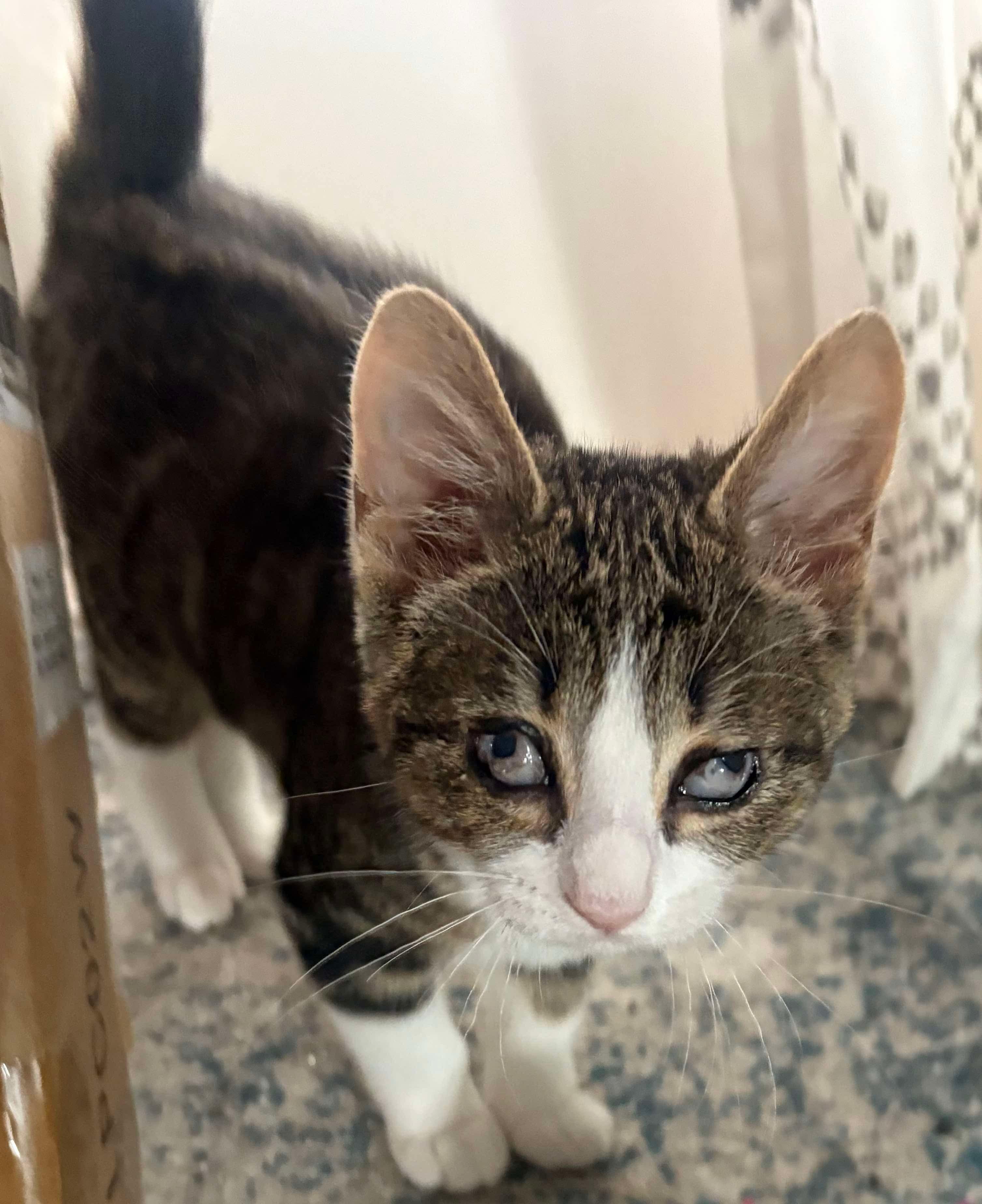 Sunday, a Adoptable Domestic Short Hair in Hollister, CA image 2/4