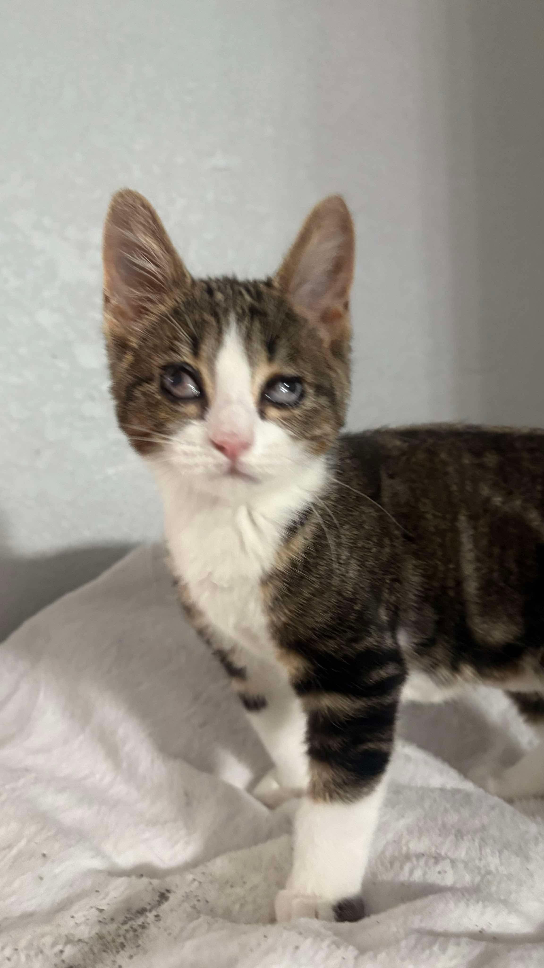 Sunday, a Adoptable Domestic Short Hair in Hollister, CA image 3/4