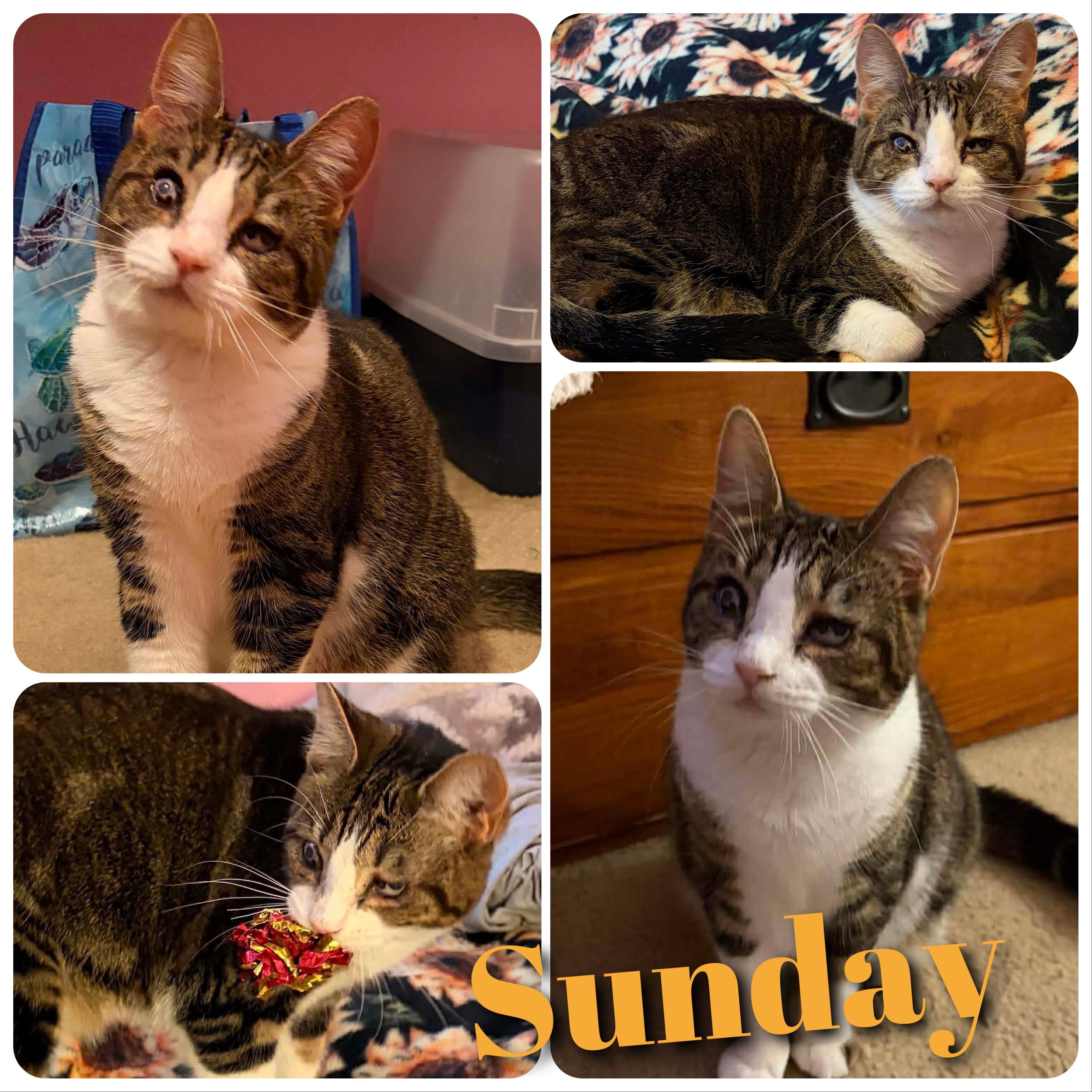 Sunday, Adoptable, Young Female Domestic Short Hair.