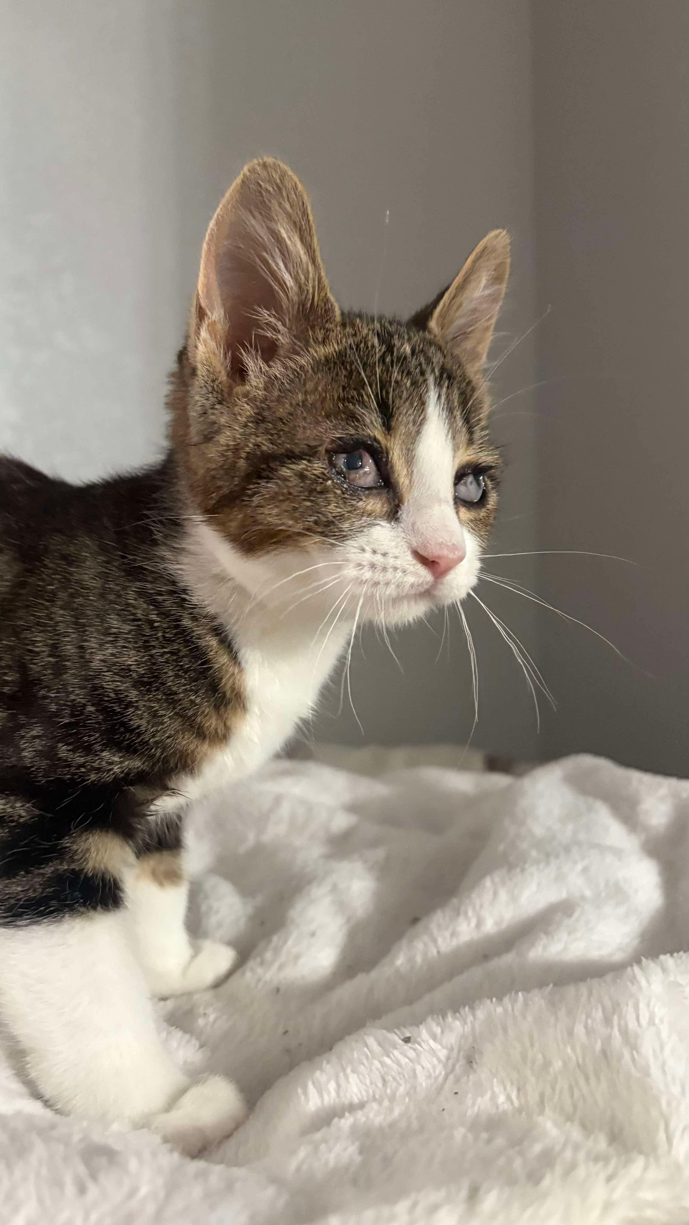 Sunday, Adoptable, Young Female Domestic Short Hair.