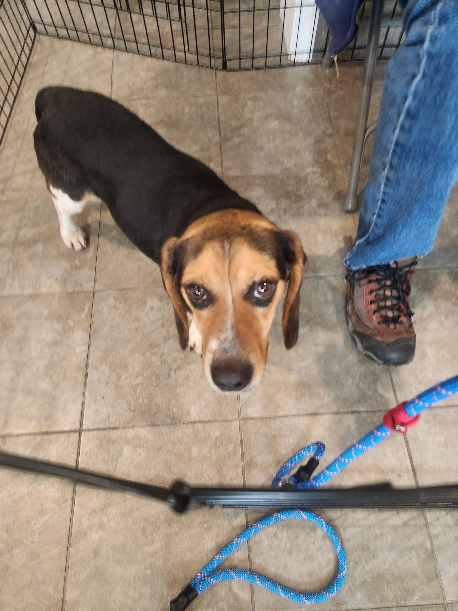 Enlarge Francis, a ADOPTABLE Beagle in Swansea, MA image 2/2