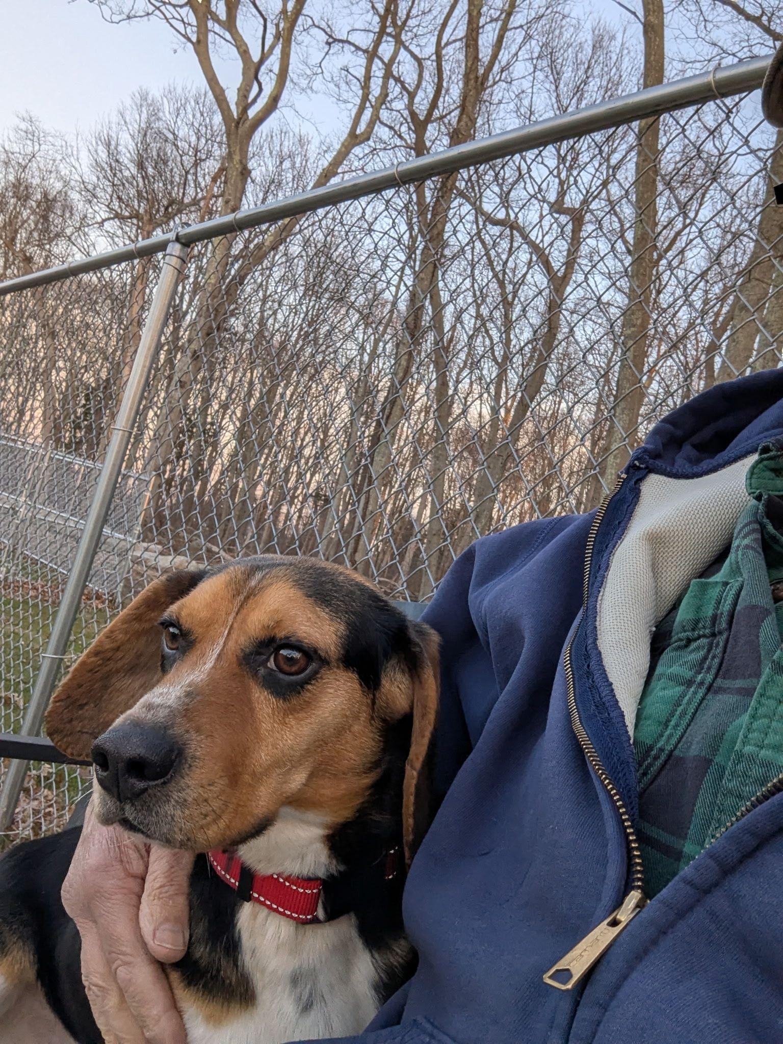 Francis, ADOPTABLE, Adult Male Beagle.