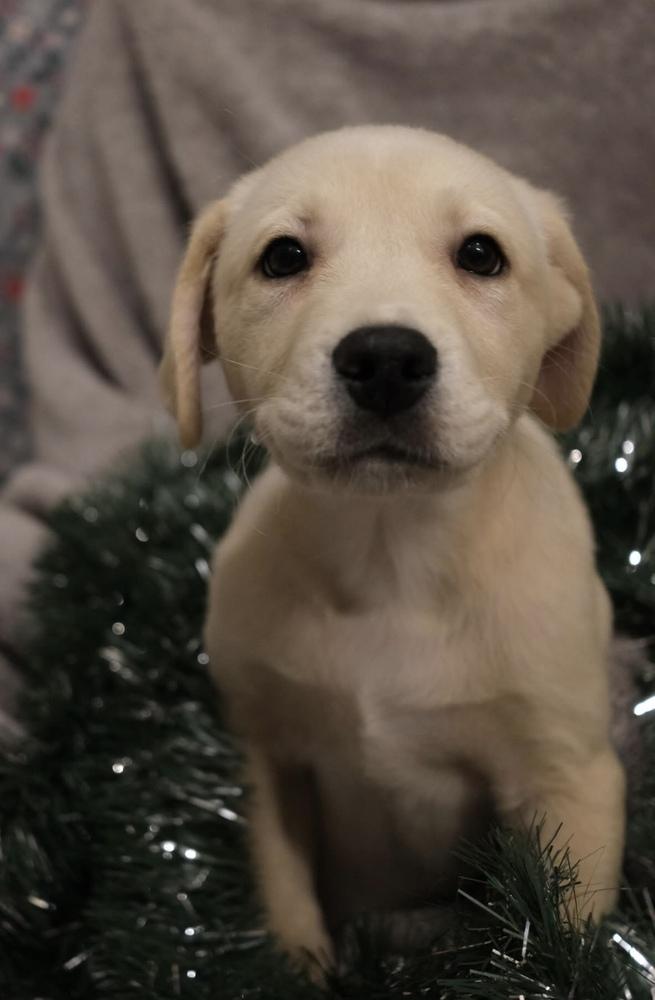 Knox, Adoptable, Puppy Male Labrador Retriever.