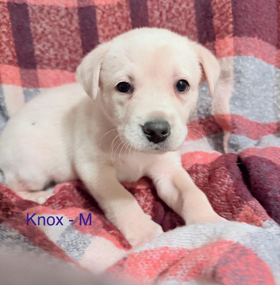 Knox, Adoptable, Puppy Male Mixed Breed.