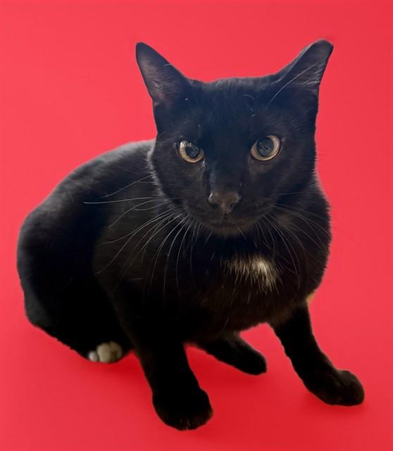 BULLSEYE, Adoptable, Young Male Domestic Short Hair.