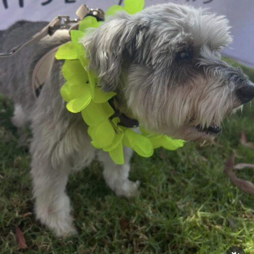 Enlarge FIFI, a Adoptable mixed breed in San Juan Capistrano, CA image 1/6