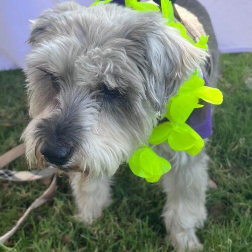 Enlarge FIFI, a Adoptable mixed breed in San Juan Capistrano, CA image 2/6