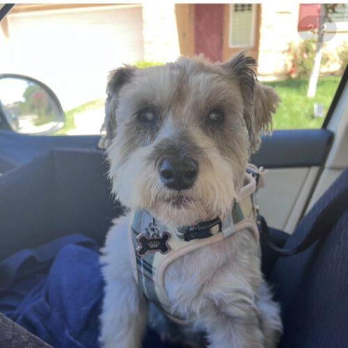 Enlarge FIFI, a Adoptable mixed breed in San Juan Capistrano, CA image 3/6