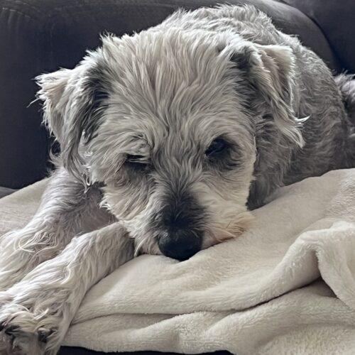 FIFI, Adoptable, Senior Female Miniature Schnauzer & Mixed Breed.