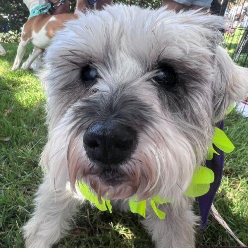 Enlarge FIFI, a Adoptable mixed breed in San Juan Capistrano, CA image 4/6