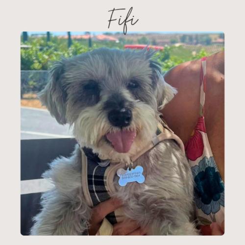 Enlarge FIFI, a Adoptable mixed breed in San Juan Capistrano, CA image 5/6