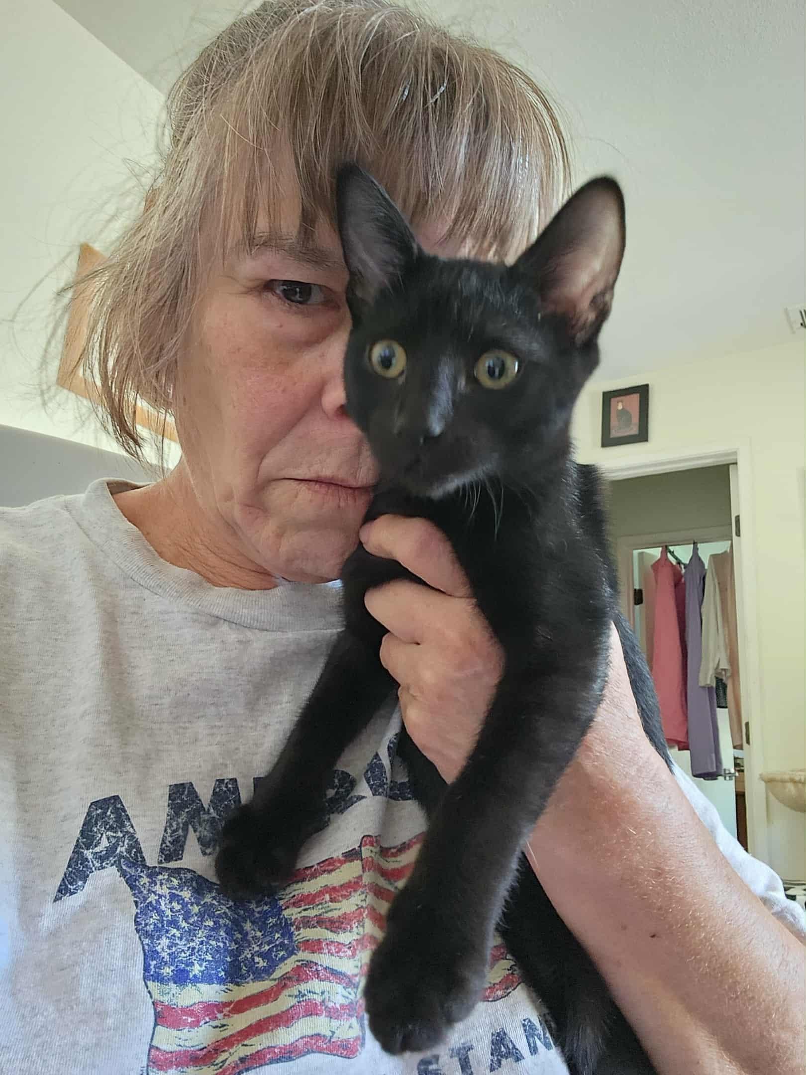 Enlarge Licorice, a Adoptable Domestic Short Hair image 3/4