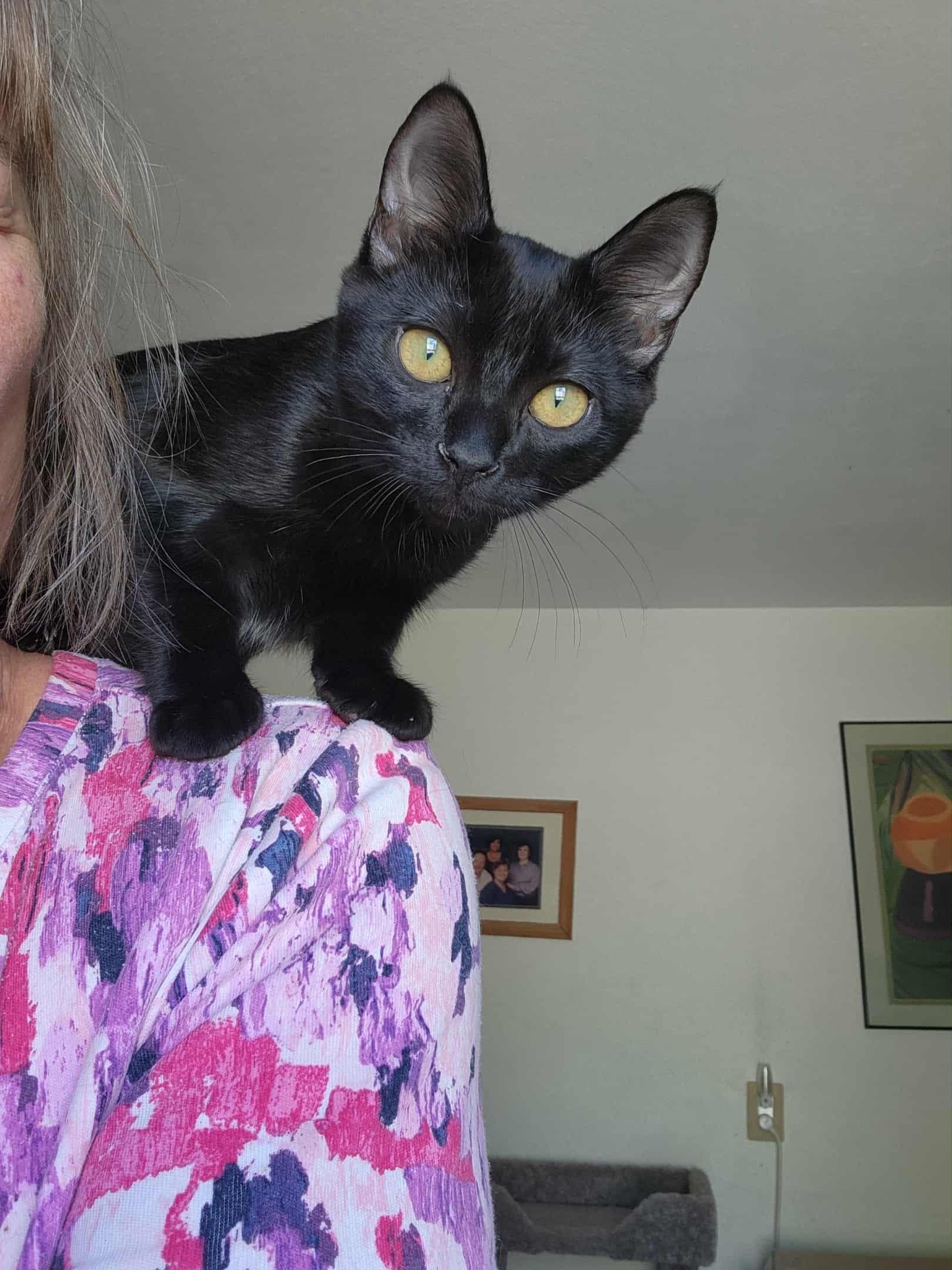 Licorice, Adoptable, Young Male Domestic Short Hair.