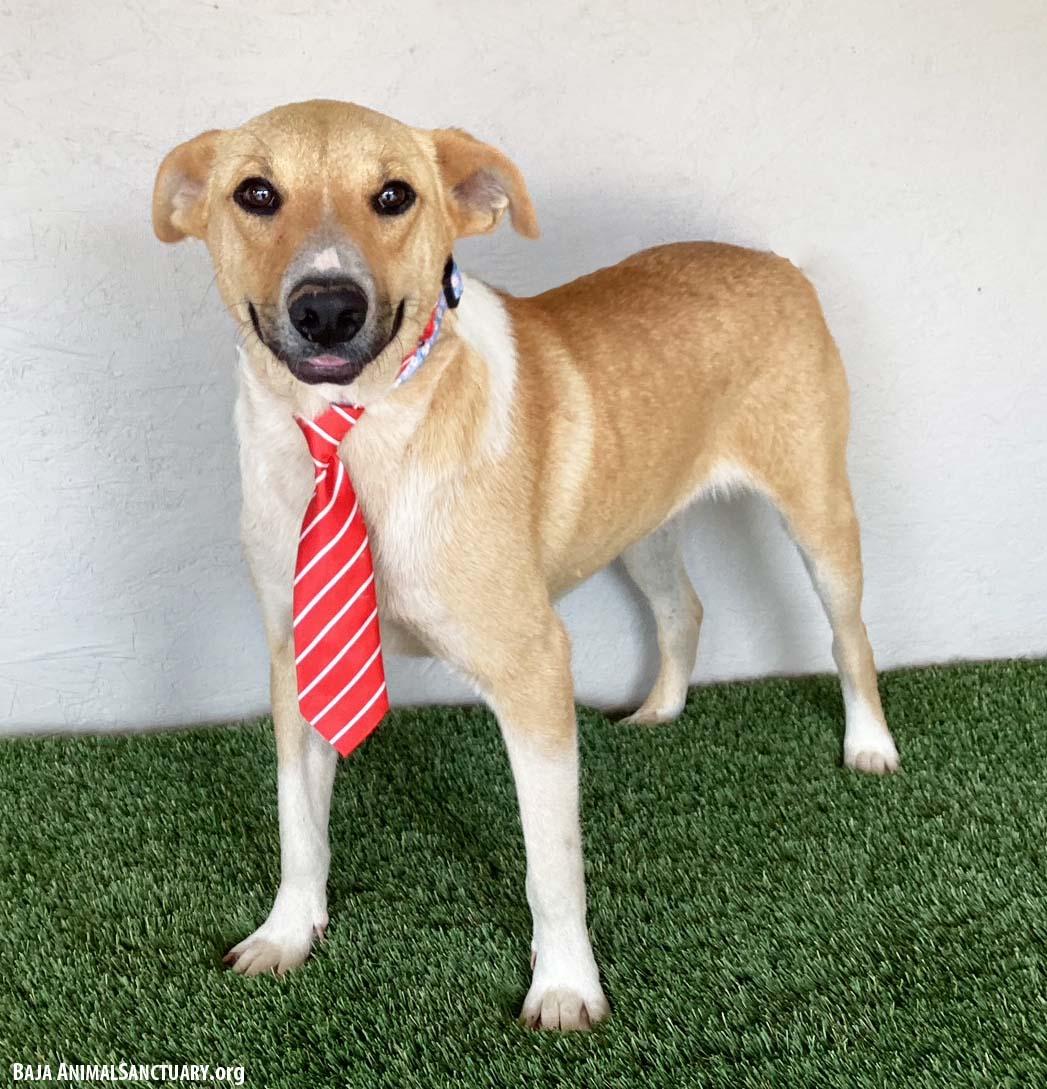 Enlarge Brock, a Adoptable mixed breed in San Diego, CA image 1/3