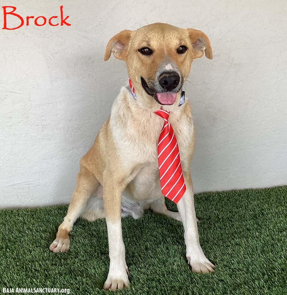 Enlarge Brock, a Adoptable mixed breed in San Diego, CA image 2/3