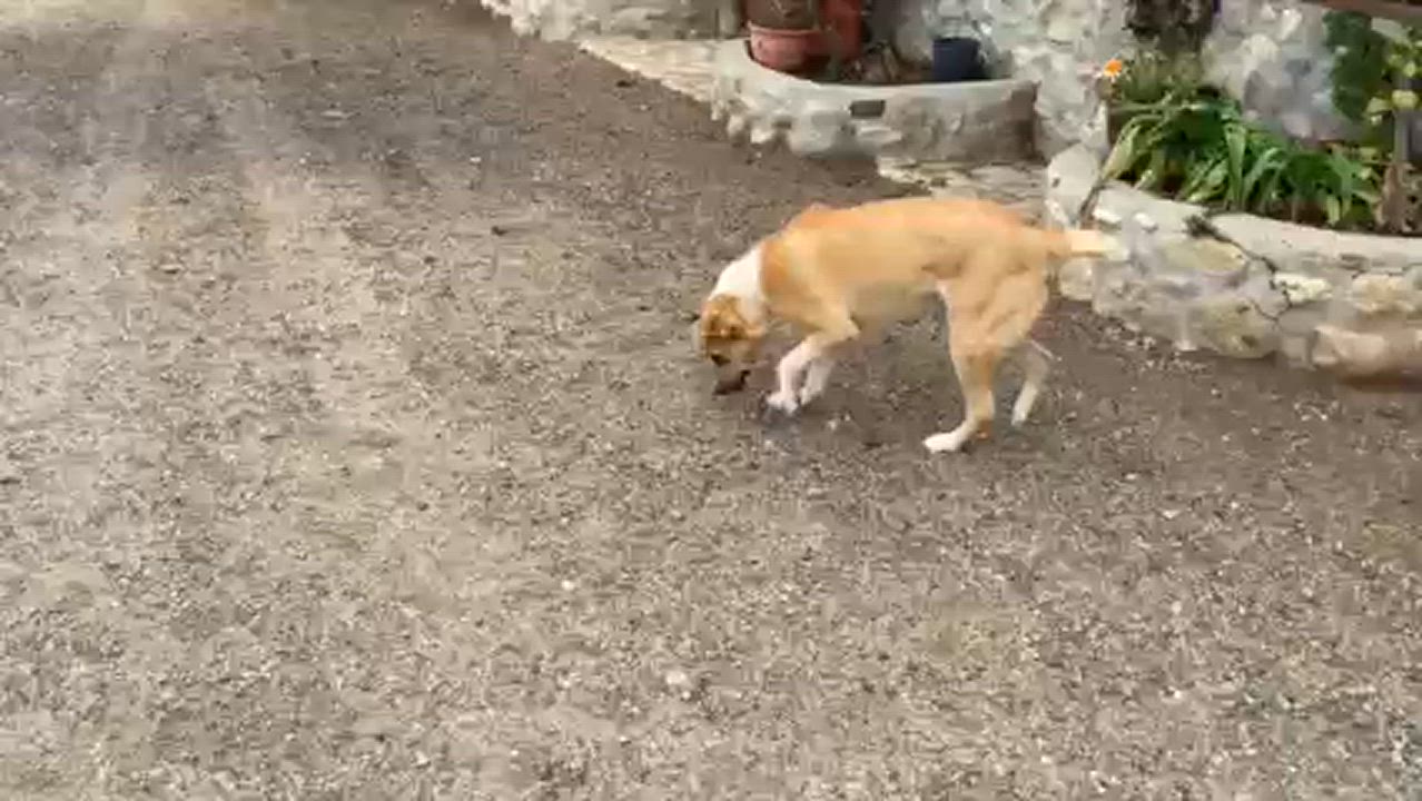 Enlarge Brock, a Adoptable mixed breed in San Diego, CA video 3/3