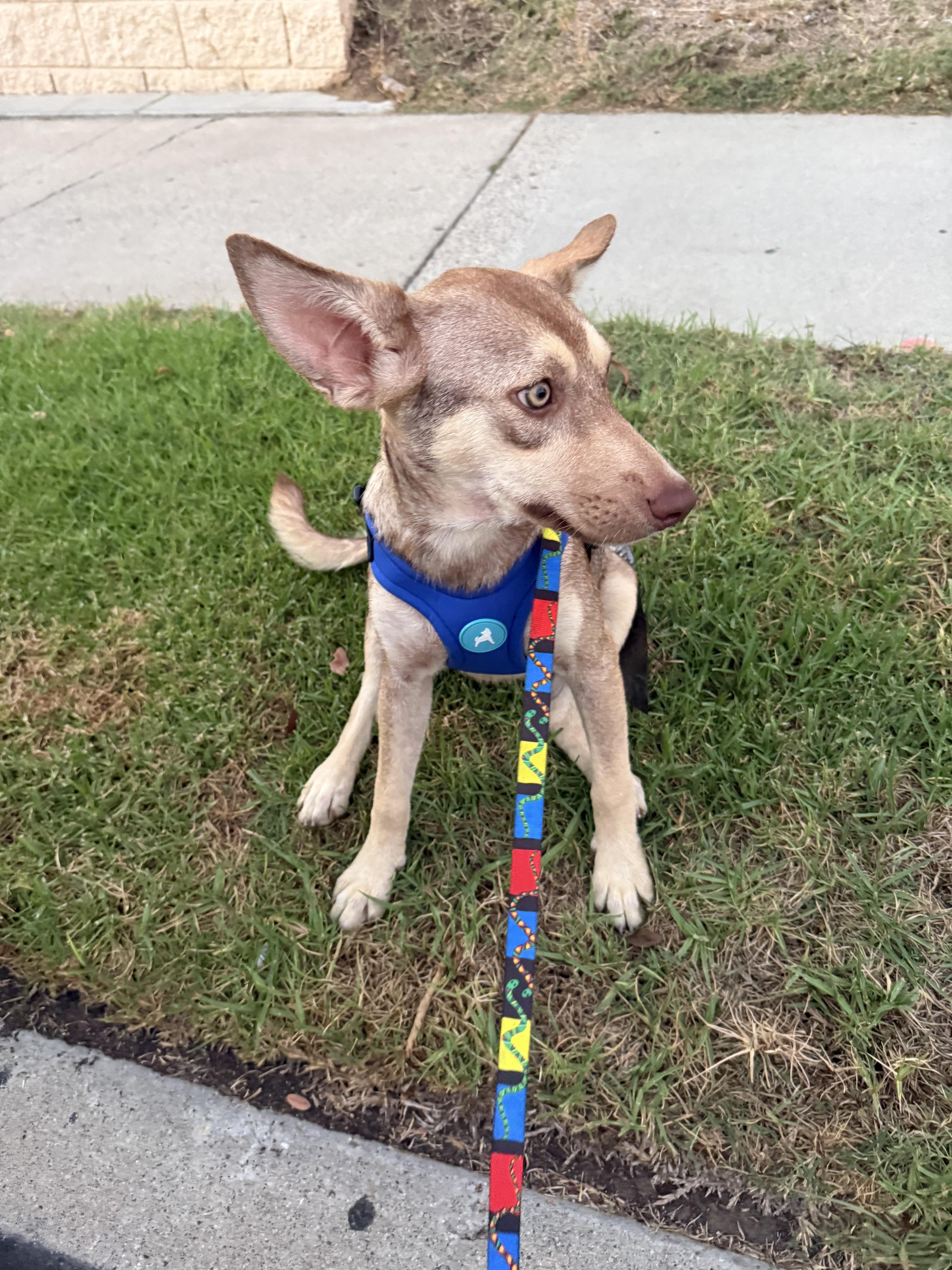 Lucerito, ADOPTABLE, Puppy • Female, Australian Kelpie.