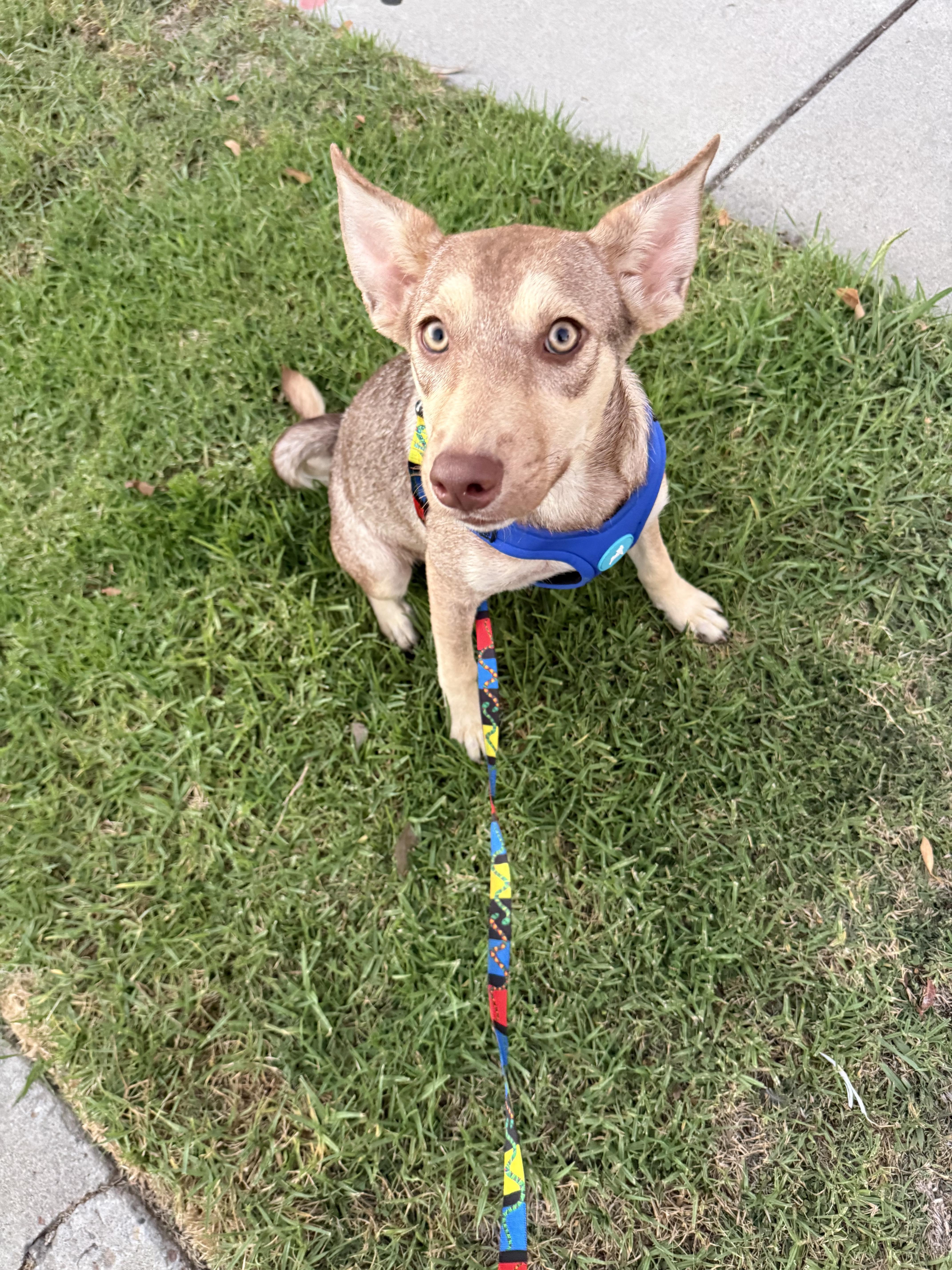 Enlarge Lucerito, a Adoptable Australian Kelpie in Chula Vista, CA image 2/2