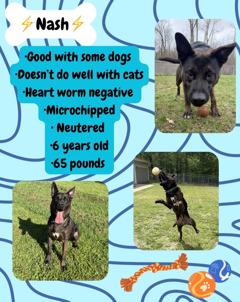 NASH, a Adoptable mixed breed in Hastings, MI image 1/5