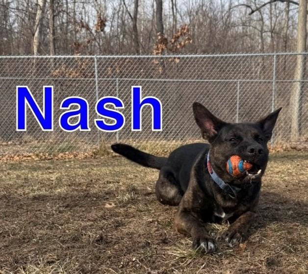 Enlarge NASH, a Adoptable mixed breed in Hastings, MI image 1/4