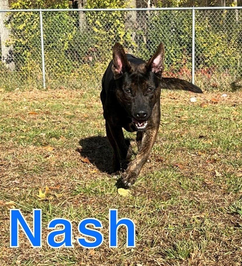 Enlarge NASH, a Adoptable mixed breed in Hastings, MI image 3/4
