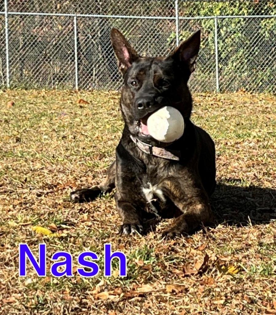 Enlarge NASH, a Adoptable mixed breed in Hastings, MI image 4/4