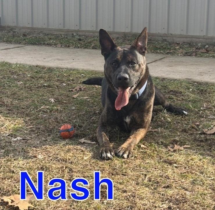 Enlarge NASH, a Adoptable mixed breed in Hastings, MI image 4/4