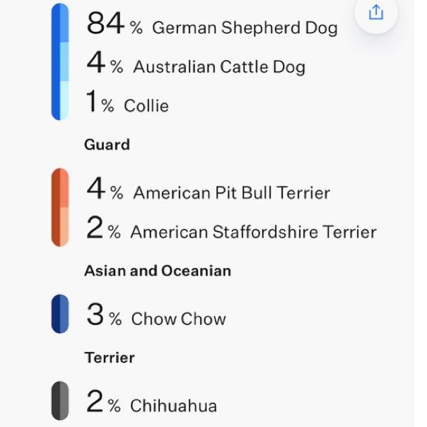 Ashlyn, a Adoptable German Shepherd Dog in Grass Valley, CA image 1/5