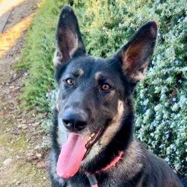 Ashlyn, Adoptable, Adult Female German Shepherd Dog & None.