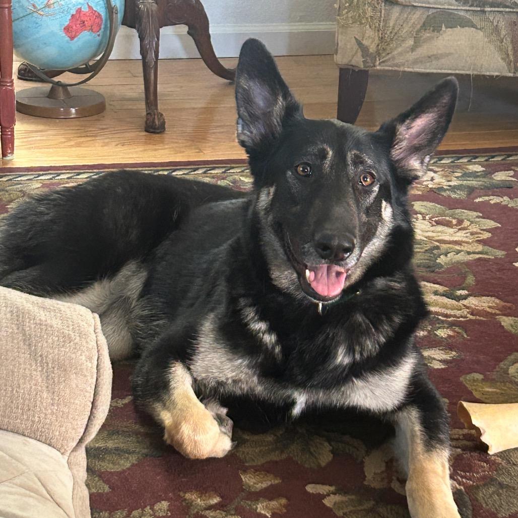Ashlyn, a Adoptable German Shepherd Dog in Grass Valley, CA image 4/5