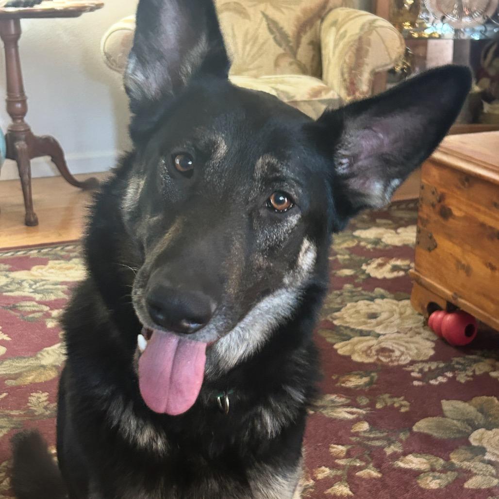 Ashlyn, a Adoptable German Shepherd Dog in Grass Valley, CA image 5/5