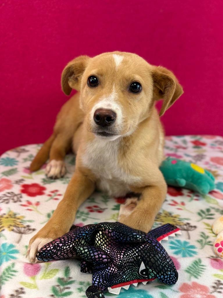 Enlarge Tom Howland, a Adoptable mixed breed in Nacogdoches, TX image 1/3