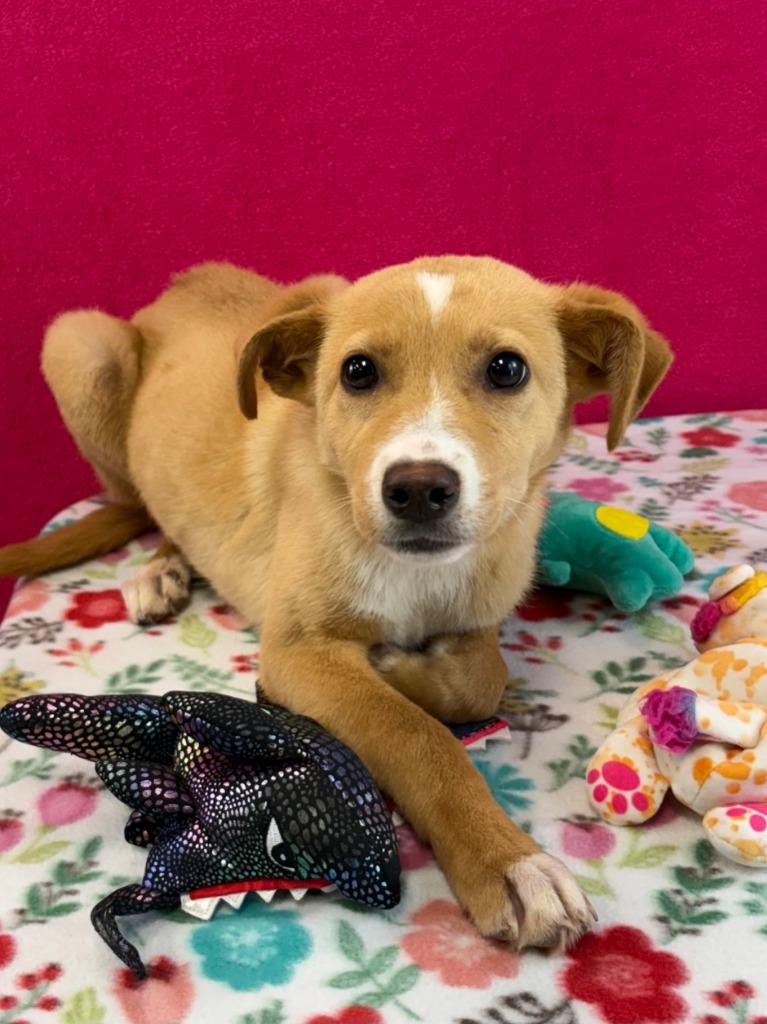 Enlarge Tom Howland, a Adoptable mixed breed in Nacogdoches, TX image 2/3