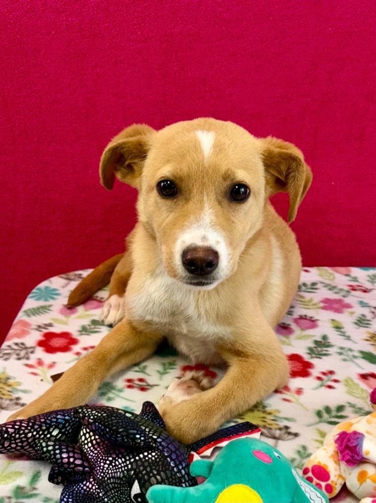 Enlarge Tom Howland, a Adoptable mixed breed in Nacogdoches, TX image 3/3