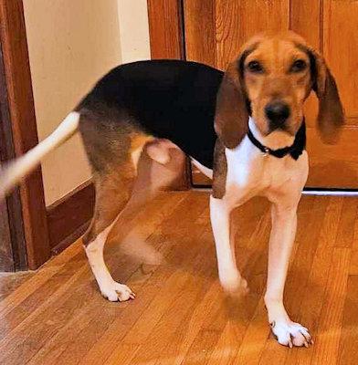 Enlarge Willie (KY), a ADOPTABLE Treeing Walker Coonhound in Knoxville, TN image 2/3