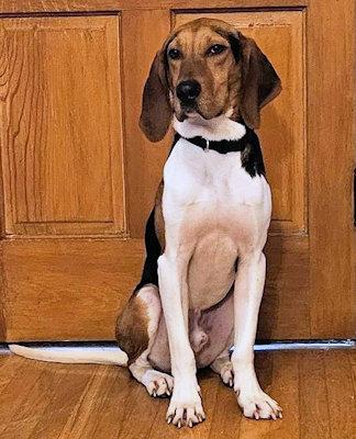 Enlarge Willie (KY), a ADOPTABLE Treeing Walker Coonhound in Knoxville, TN image 3/3
