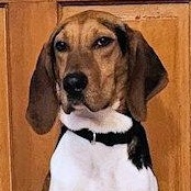 Willie (KY), ADOPTABLE, Young Male Treeing Walker Coonhound.