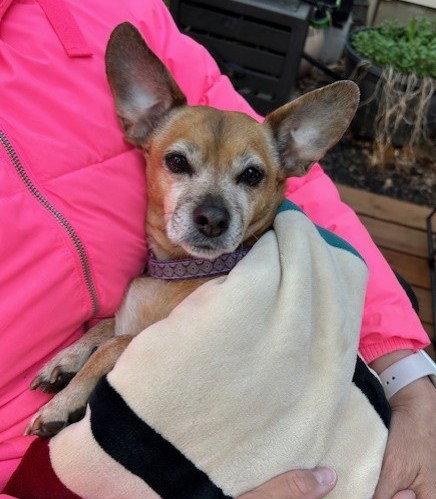 Lily Nason NJ, Adoptable, Senior Female Pug & Dachshund.