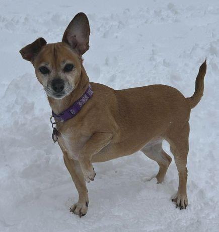 Lily Nason, Adoptable, Senior Female Pug & Dachshund.