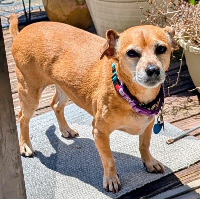 Lily Nason NJ, Adoptable, Senior Female Pug & Dachshund.