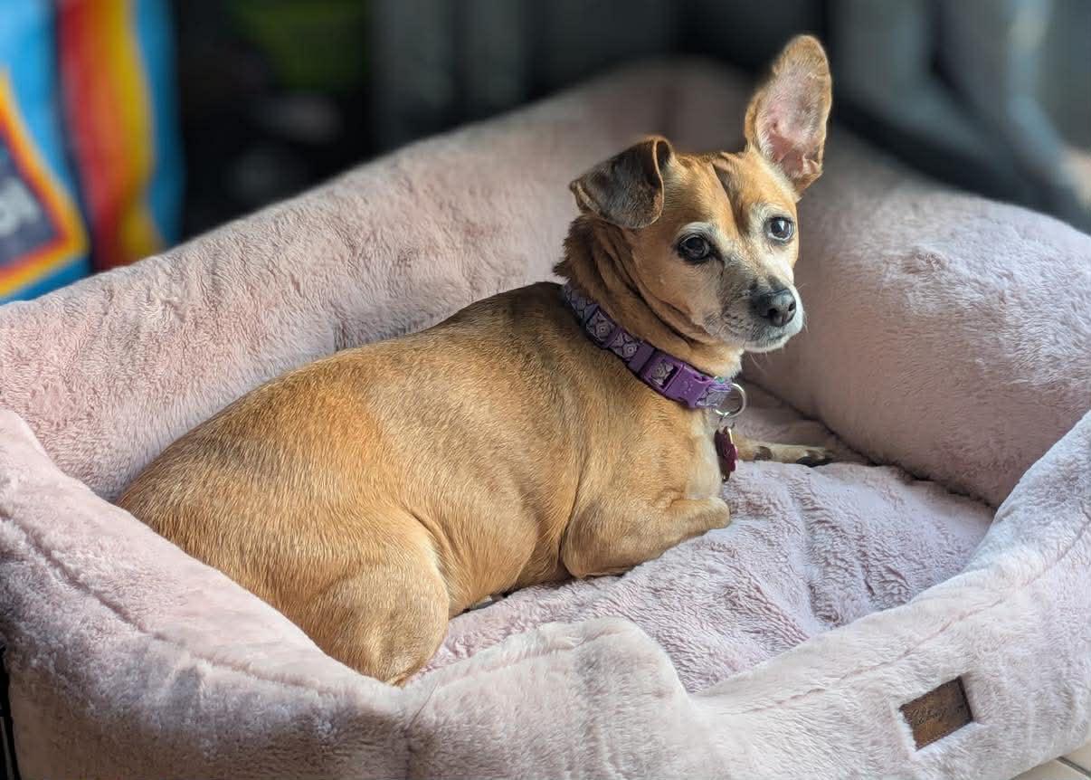 Lily Nason NJ, a Adoptable mixed breed in Boonton, NJ image 2/3