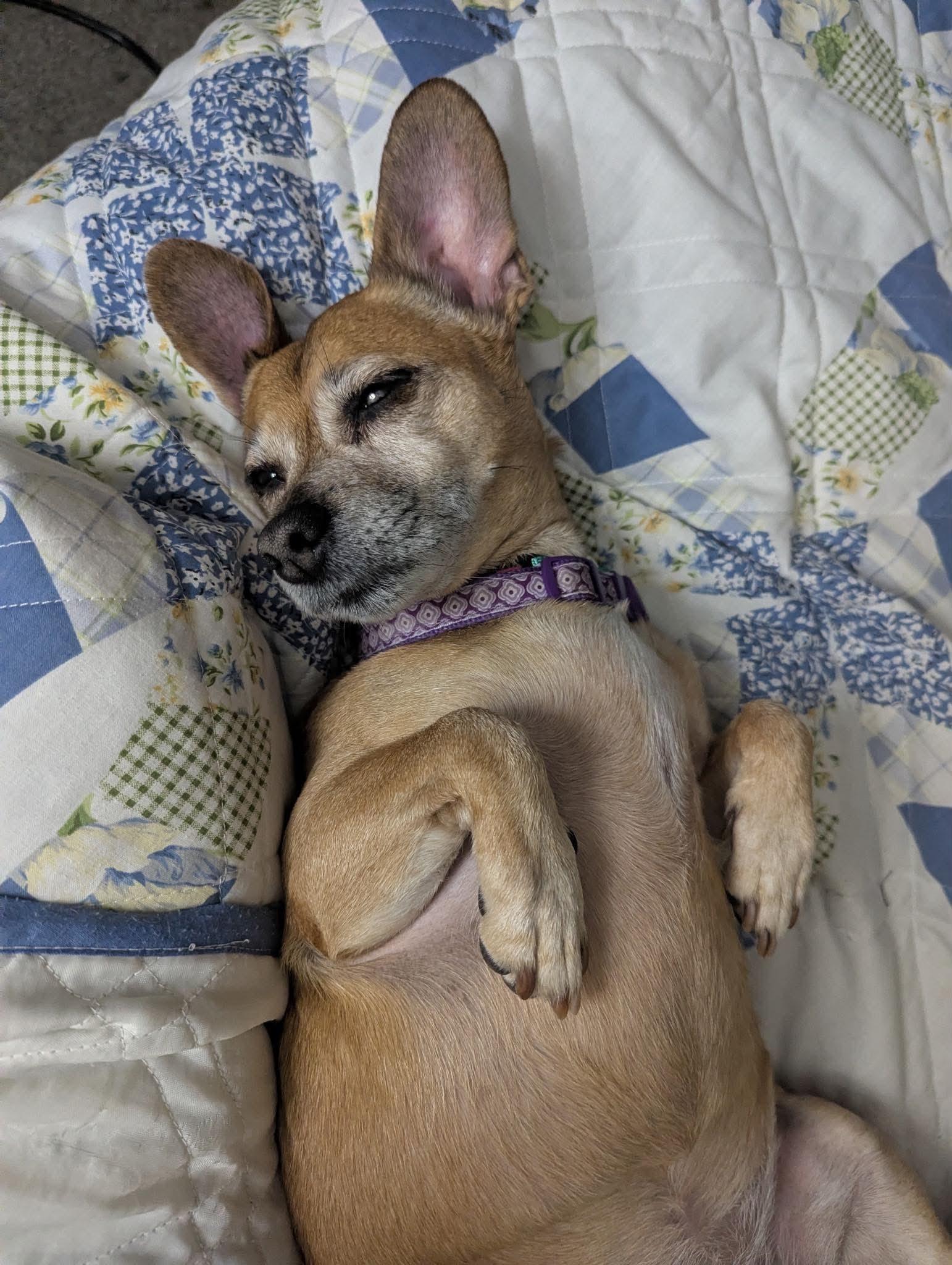 Enlarge Lily Nason NJ, a Adoptable mixed breed in Boonton, NJ image 3/3