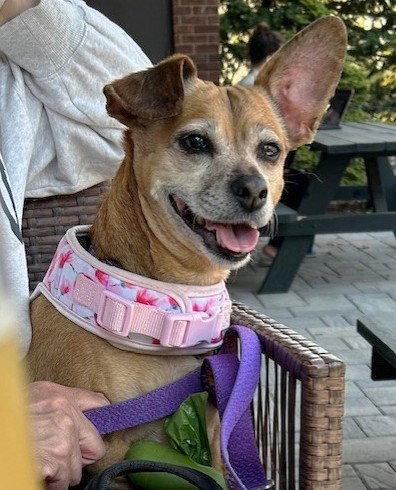 Lily Nason NJ, a Adoptable mixed breed in Boonton, NJ image 3/3