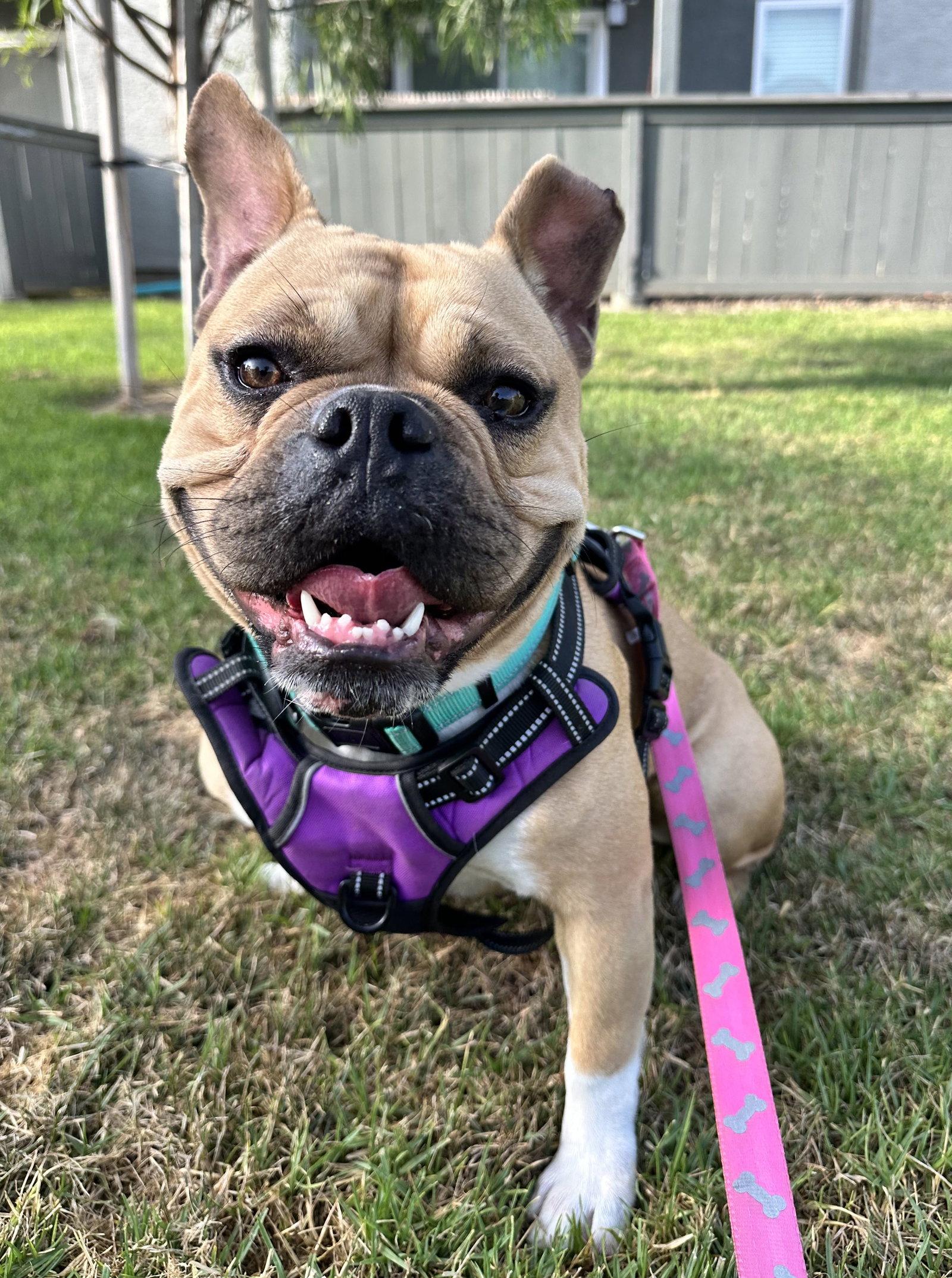 Bailey, Adoptable, Adult Female English Bulldog.