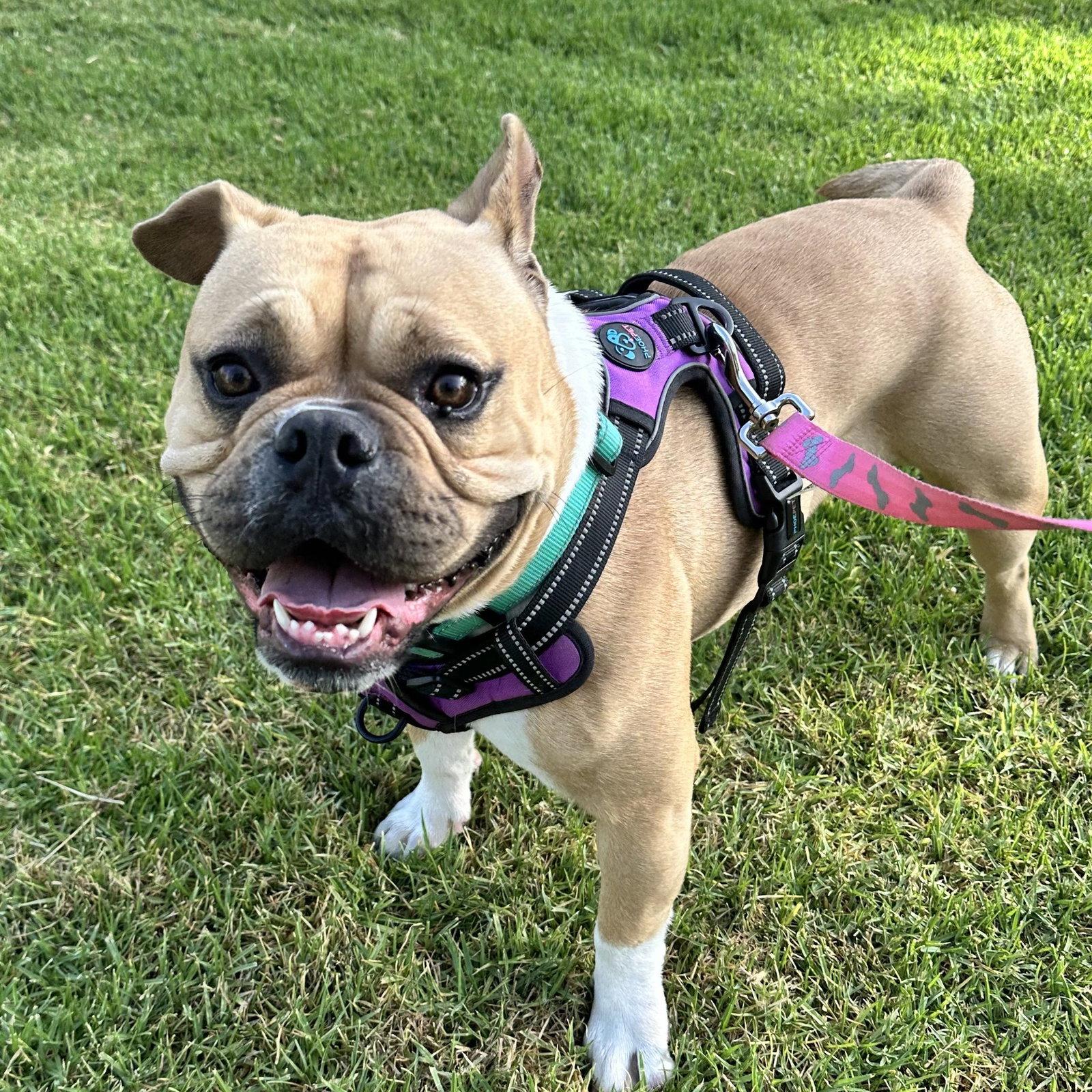 Bailey, Adoptable, Adult Female English Bulldog.