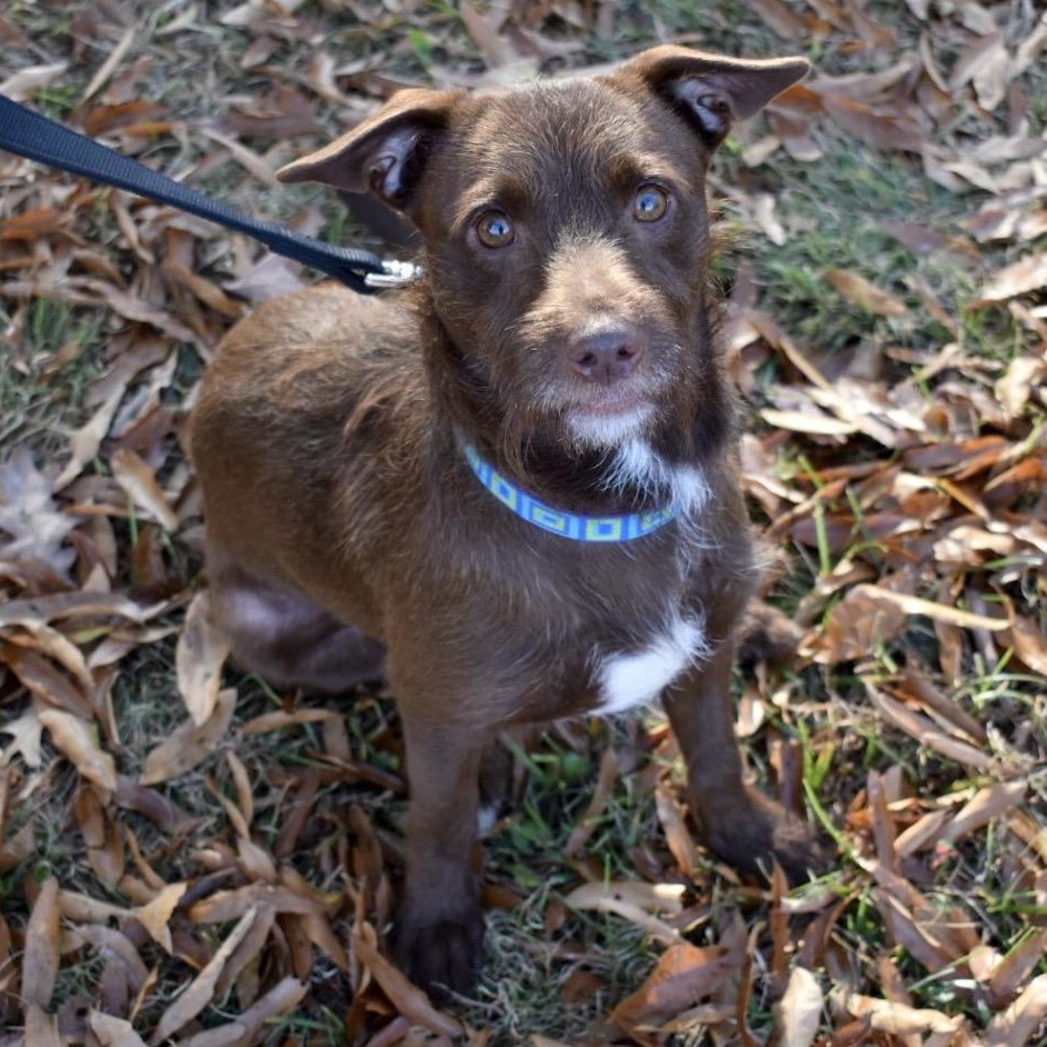 Dewey, Adoptable, Adult Male Mixed Breed.